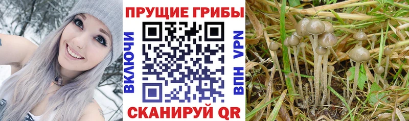 Купить закладки  Грязи  Галлюциногенные грибы прущие грибы 